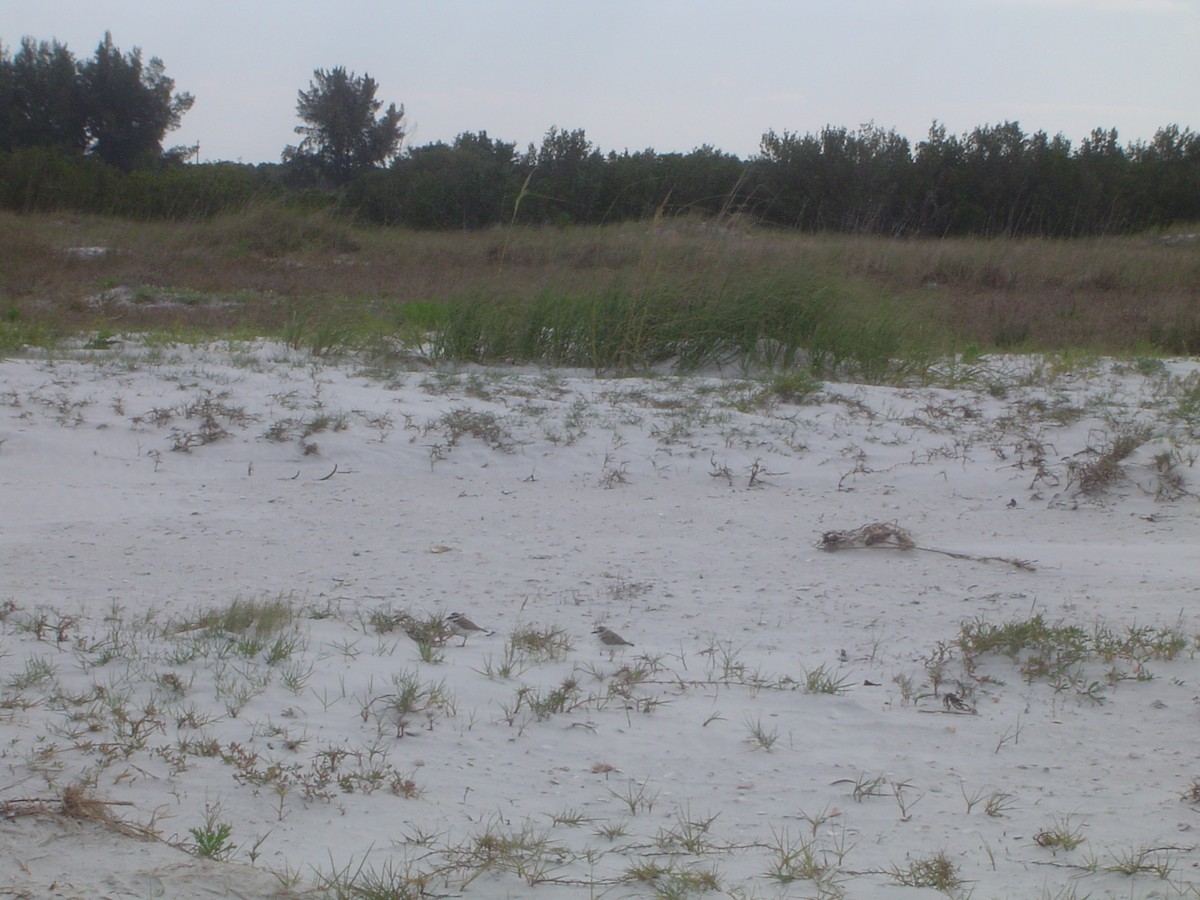 Piping Plover - ML532546431