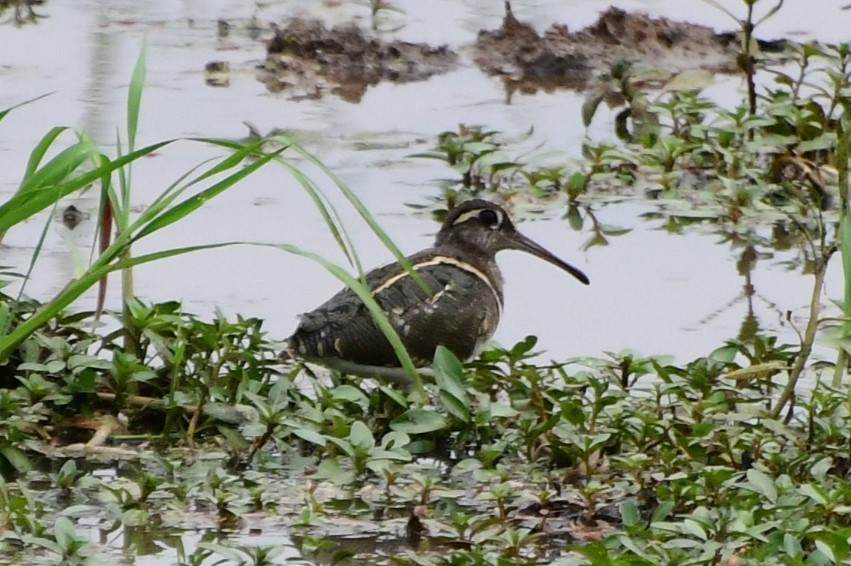Greater Painted-Snipe - ML532547021