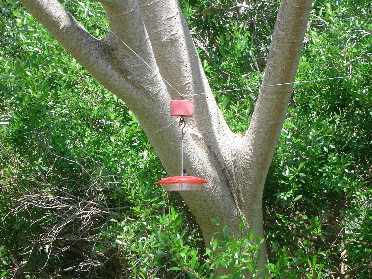 Ruby-throated Hummingbird - ML532548111