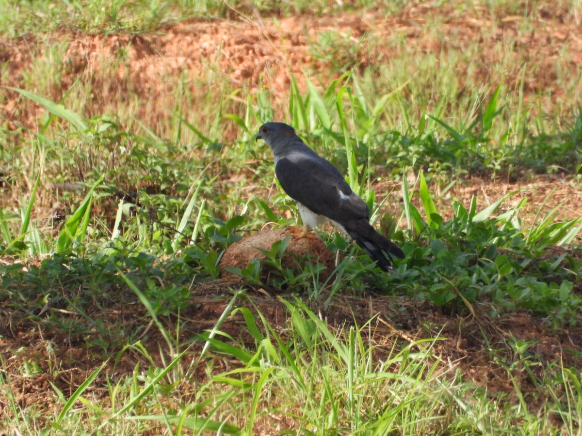 African Cuckoo-Hawk - ML532550241