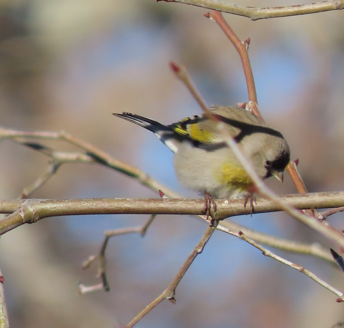Lawrence's Goldfinch - ML532550381