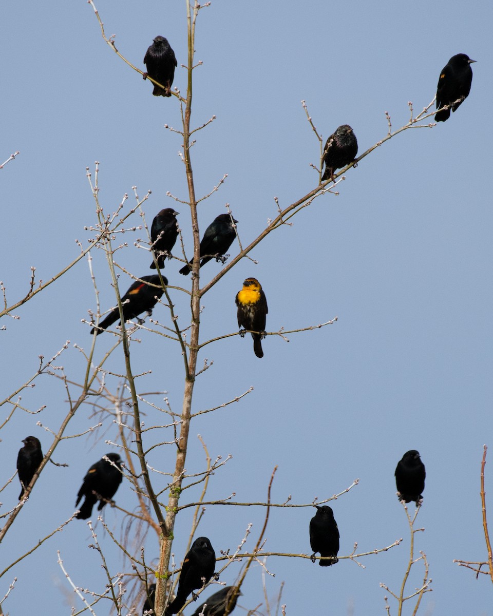 Yellow-headed Blackbird - ML532552521