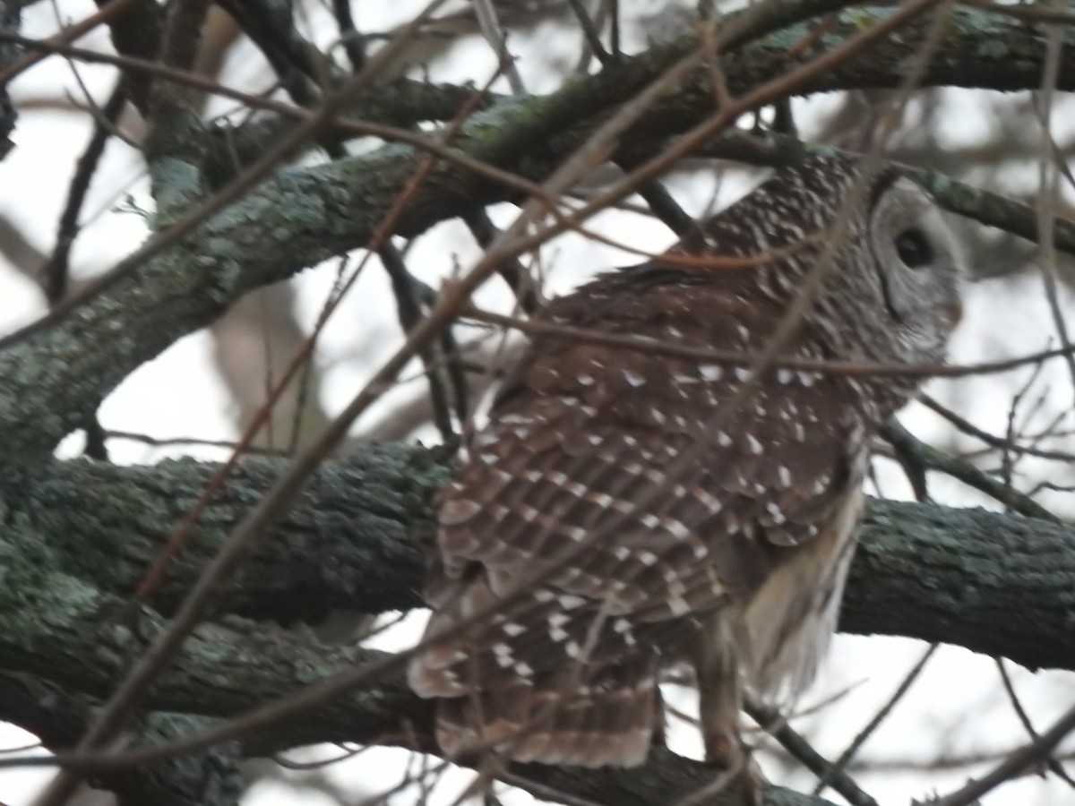 Barred Owl - ML532554241