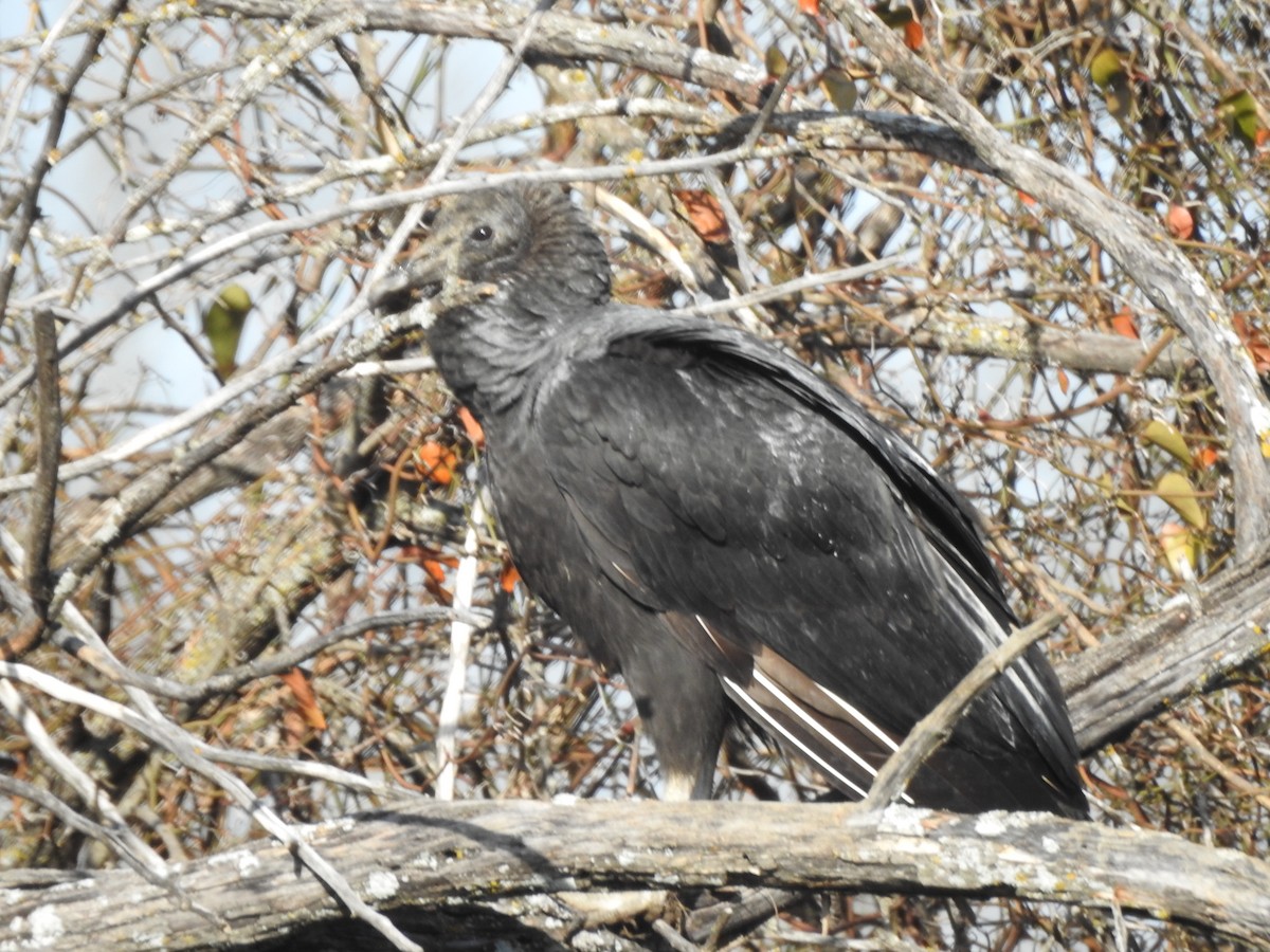 Black Vulture - ML532554991