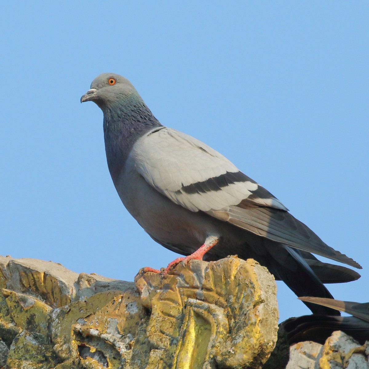 Rock Pigeon (Feral Pigeon) - Paul Anderson