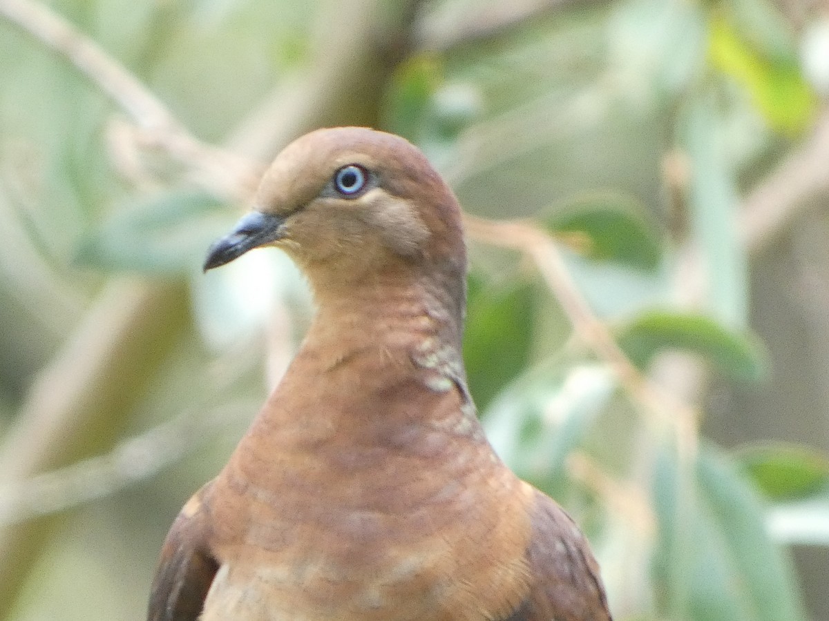 Brown Cuckoo-Dove - ML532559351