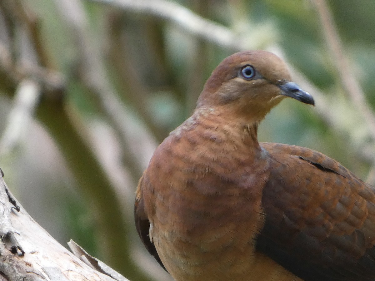 Brown Cuckoo-Dove - A m a n d a   a n d B r a d