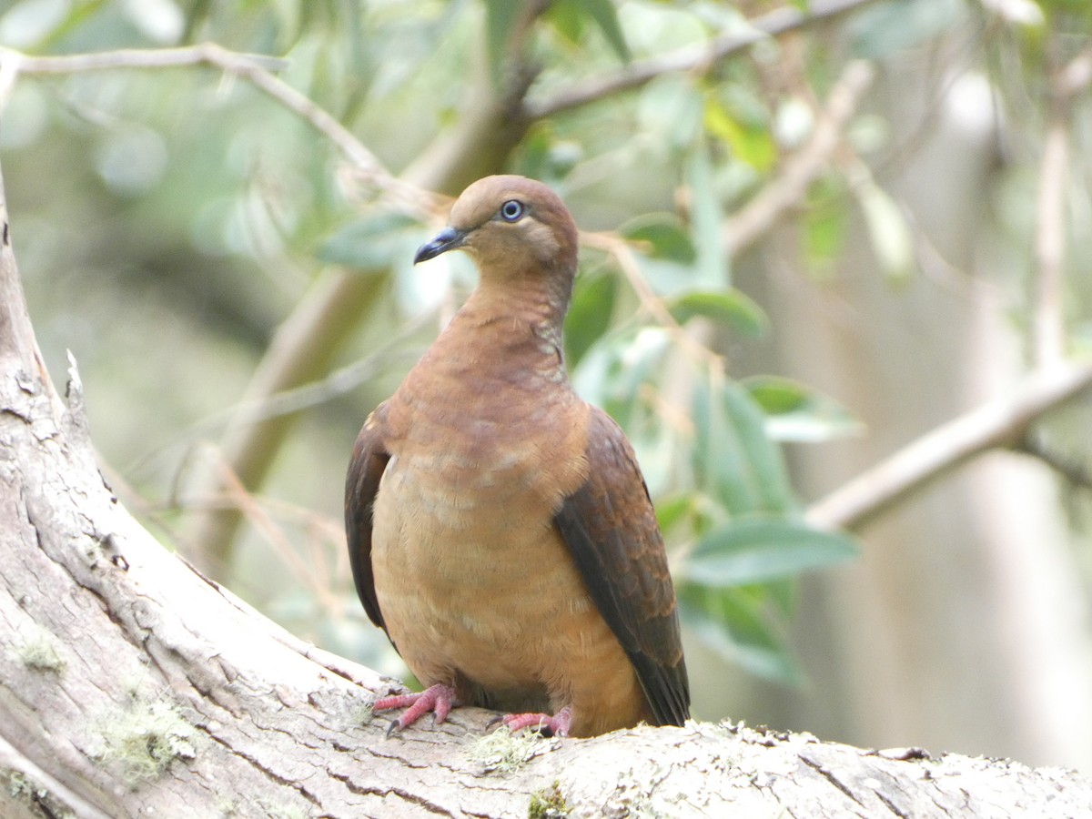 Brown Cuckoo-Dove - A m a n d a   a n d B r a d