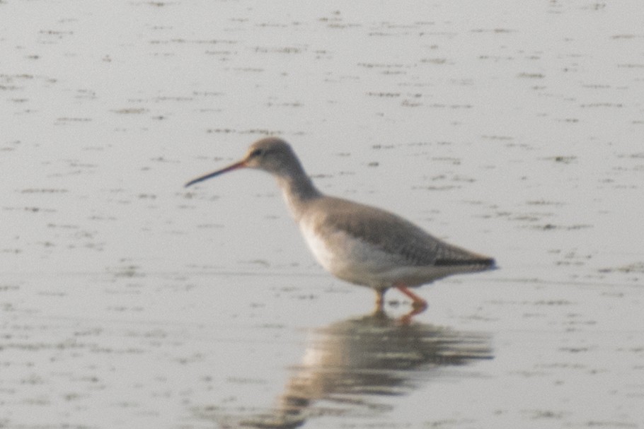 Spotted Redshank - ML532562361