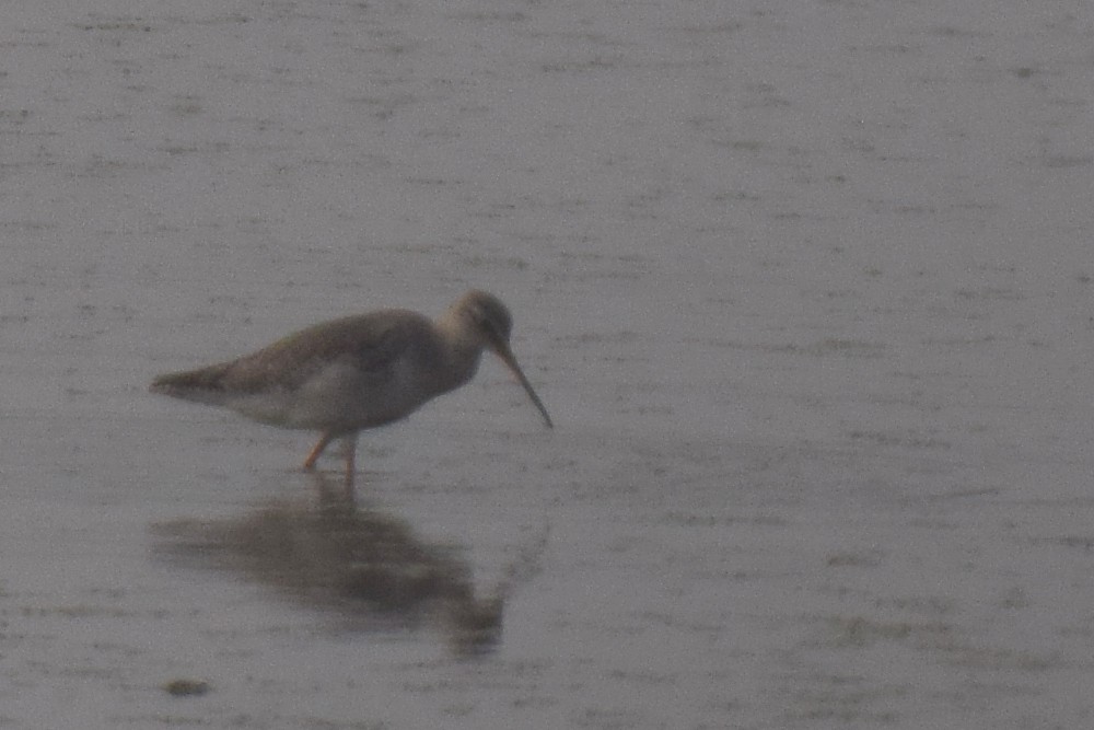 Spotted Redshank - ML532562371