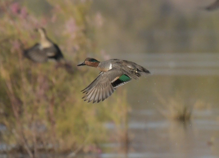 Green-winged Teal - ML532564161