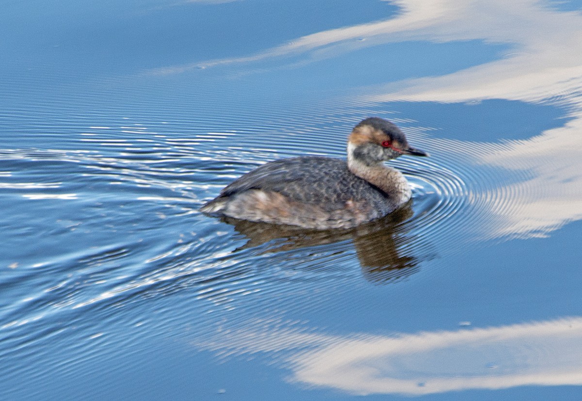 Horned Grebe - Dale Pate