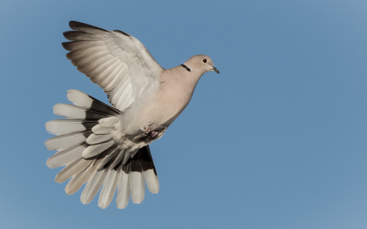 Eurasian Collared-Dove - Susan Nagi