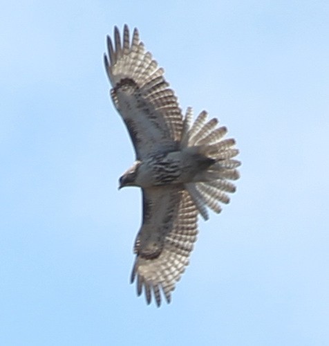 Red-tailed Hawk - sicloot