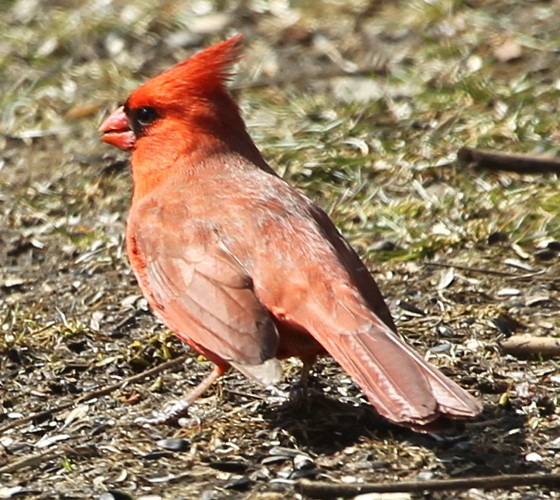 Cardinal rouge - ML53257151