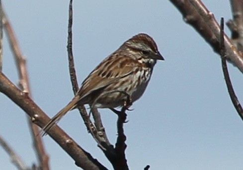 Song Sparrow - sicloot