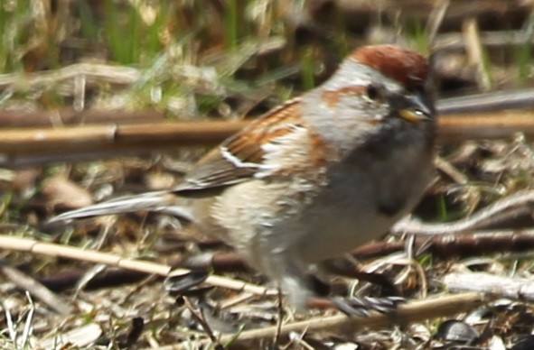 American Tree Sparrow - sicloot