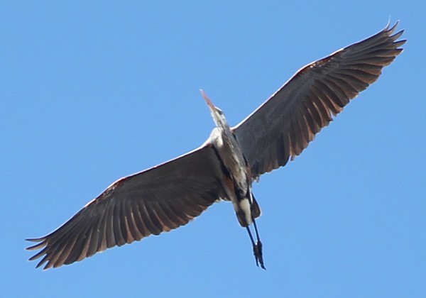 Great Blue Heron - sicloot