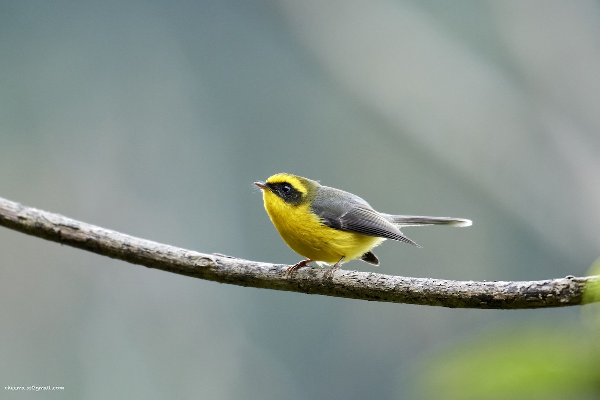 Yellow-bellied Fairy-Fantail - ML53257491