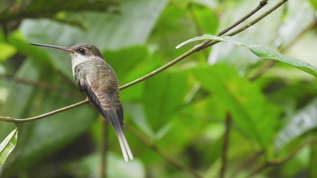 kolibřík šídlozobý - ML532576911