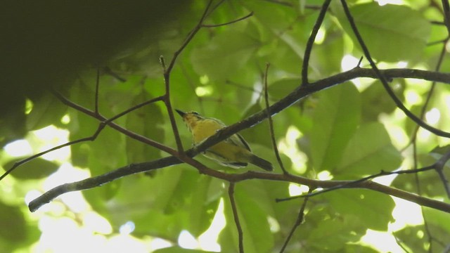 Yellow-browed Antbird - ML532578361