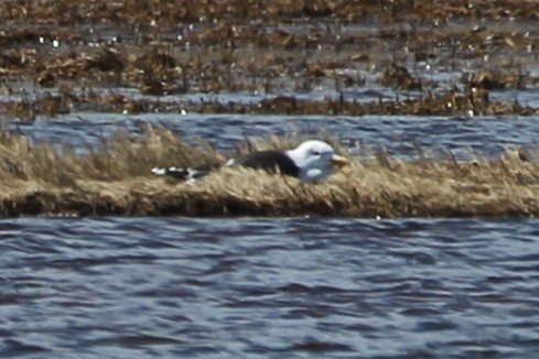 Great Black-backed Gull - sicloot