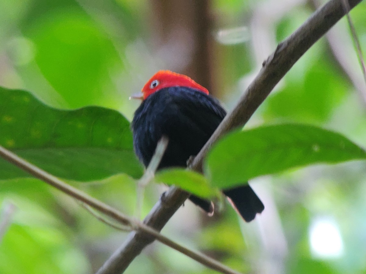 Red-capped Manakin - ML532580221