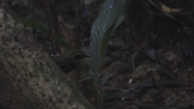 Black-faced Antbird - ML532581641