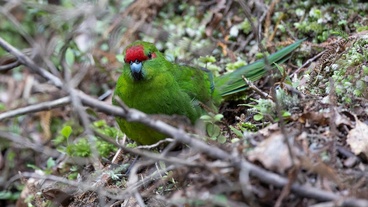 Red-crowned Parakeet - ML532581911