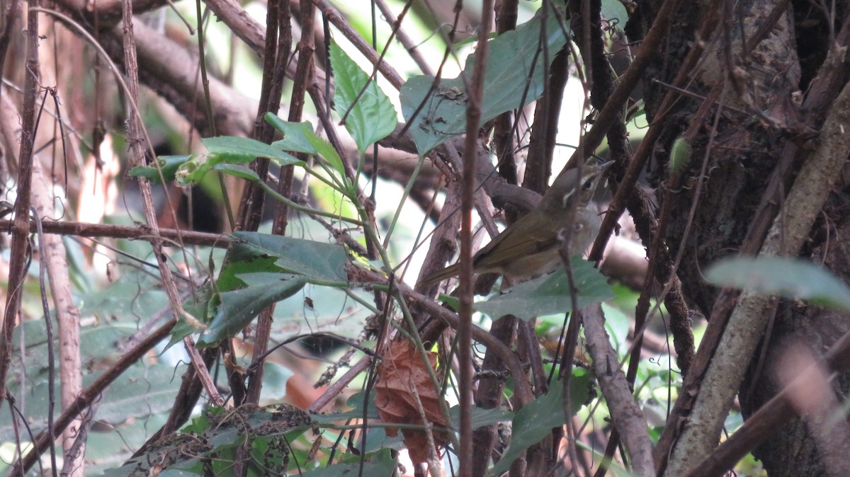 Pale-legged Leaf Warbler - Nuby Thomas