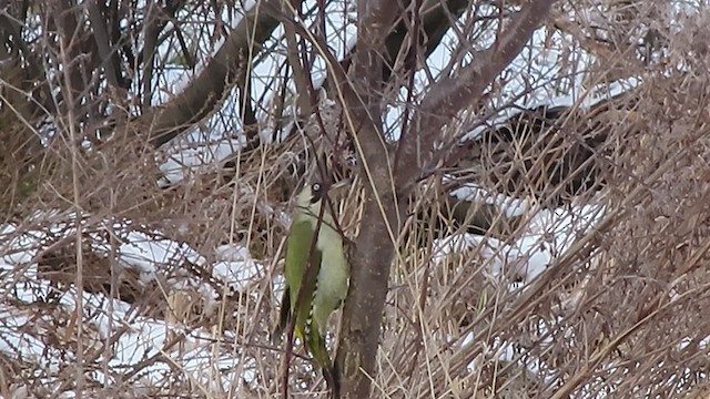 Eurasian Green Woodpecker - ML532583961