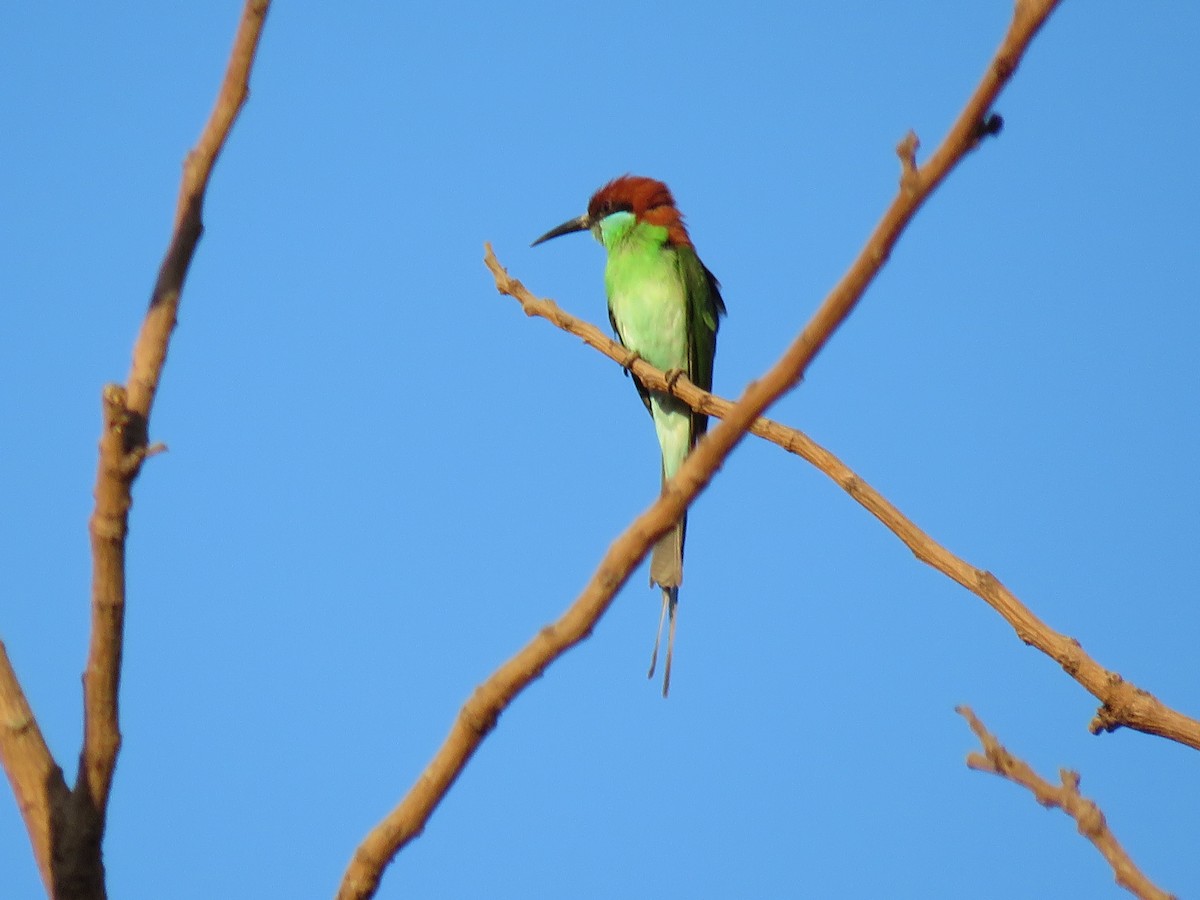 Rufous-crowned Bee-eater - ML53258591