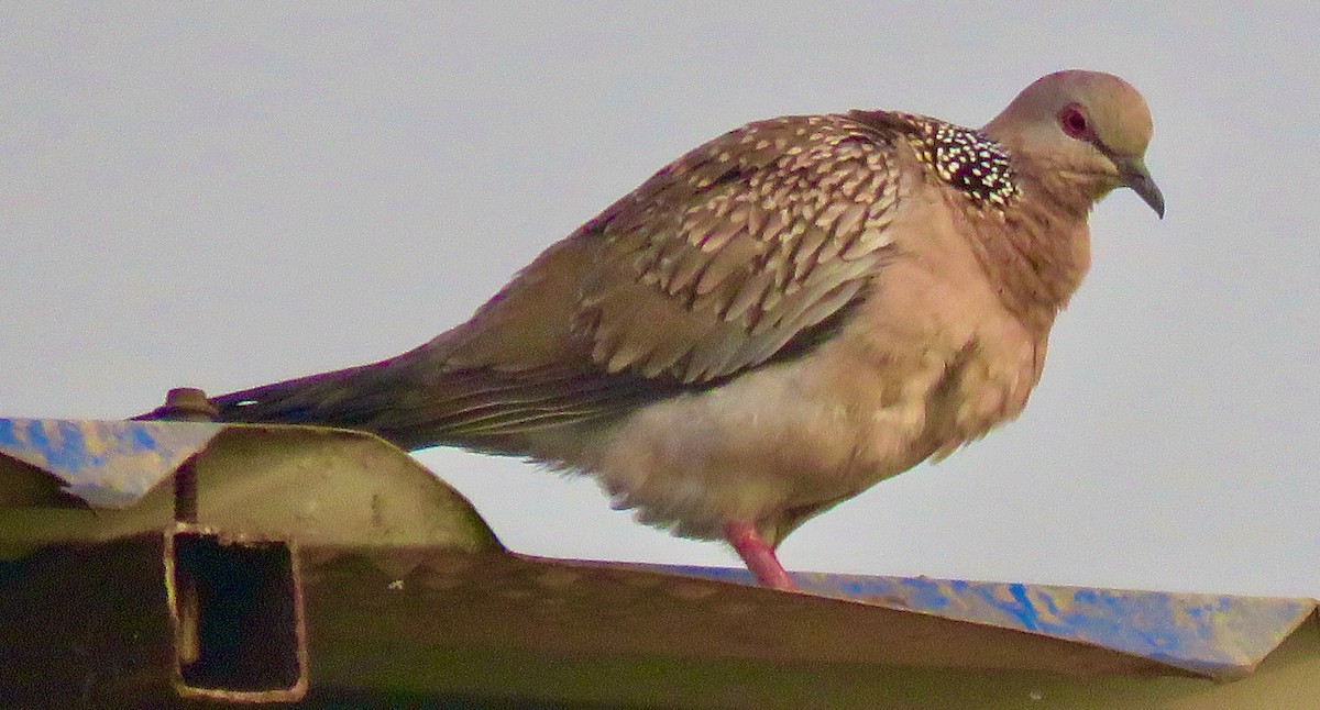 Spotted Dove - ML532588471