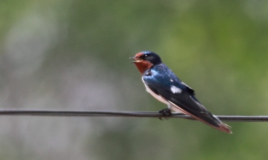 Pacific Swallow - ML532589791
