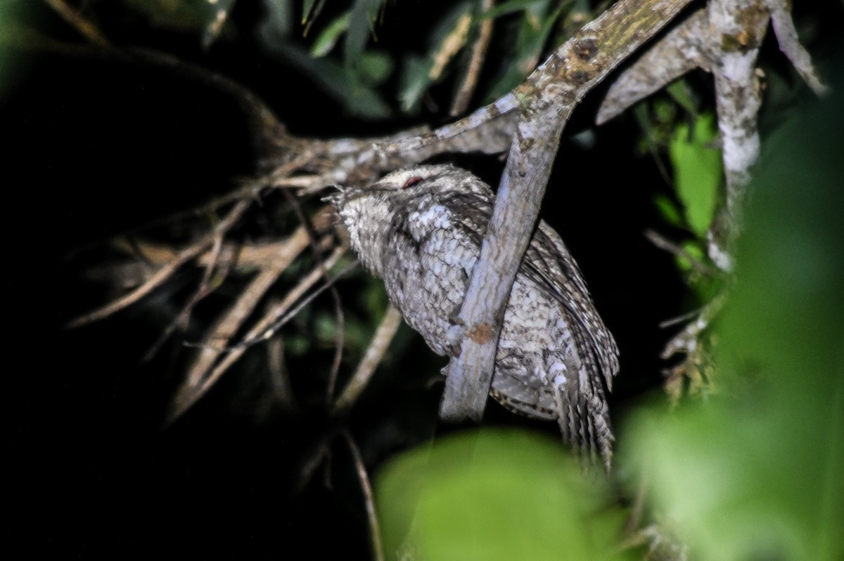 Marbled Frogmouth - ML532590031