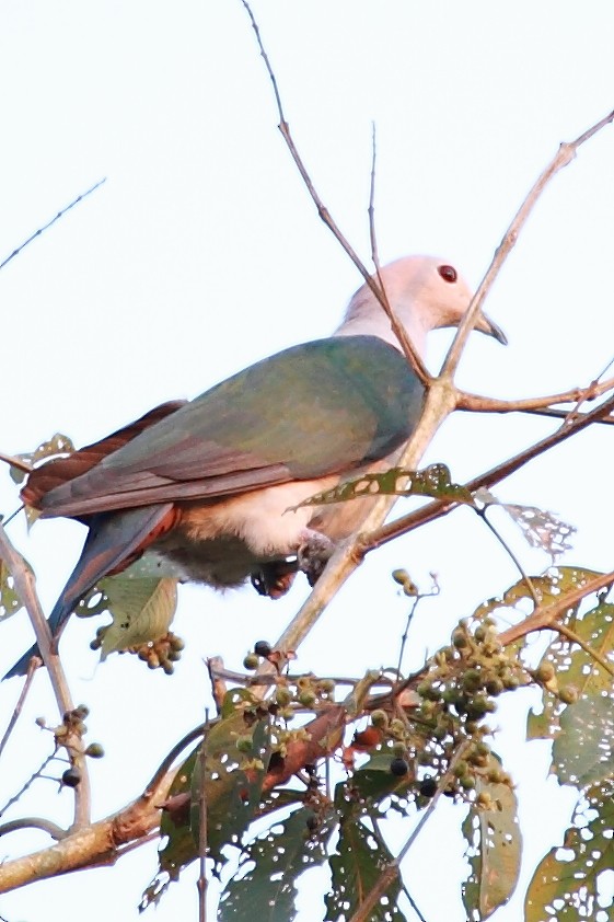Green Imperial-Pigeon - ML532590981
