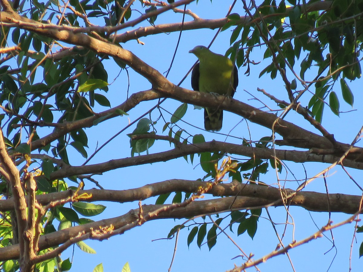Philippine Green-Pigeon - ML53259331