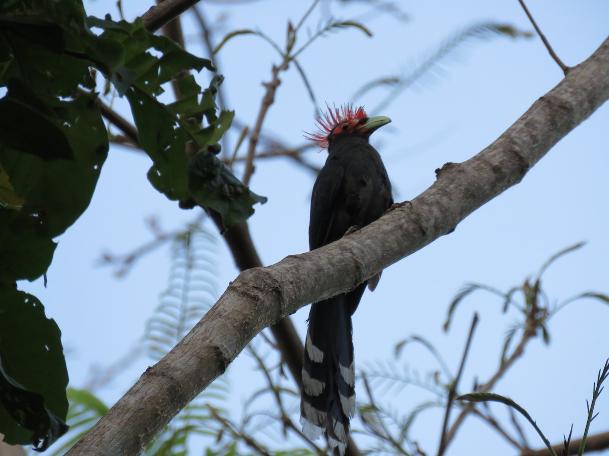 Red-crested Malkoha - ML53259381