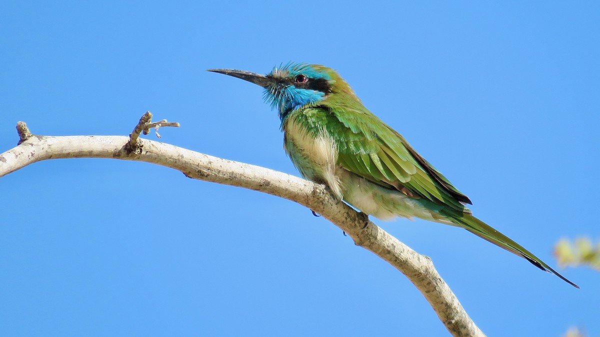 Arabian Green Bee-eater - ML532598411