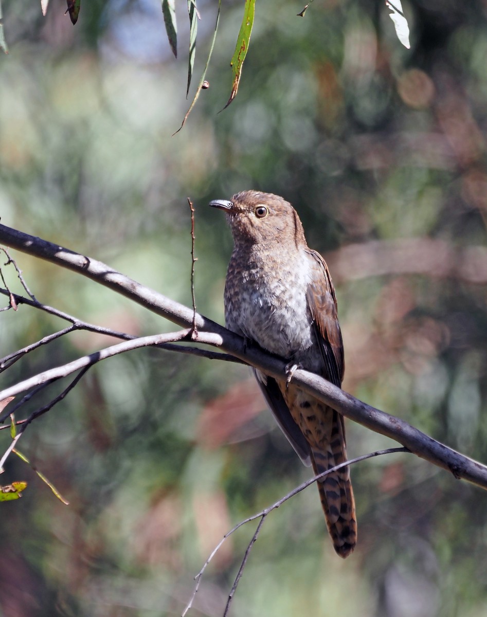 Fan-tailed Cuckoo - Steve Law