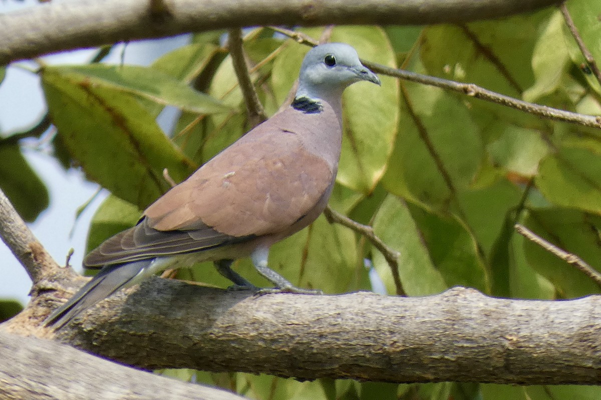 Red Collared-Dove - ML532604391