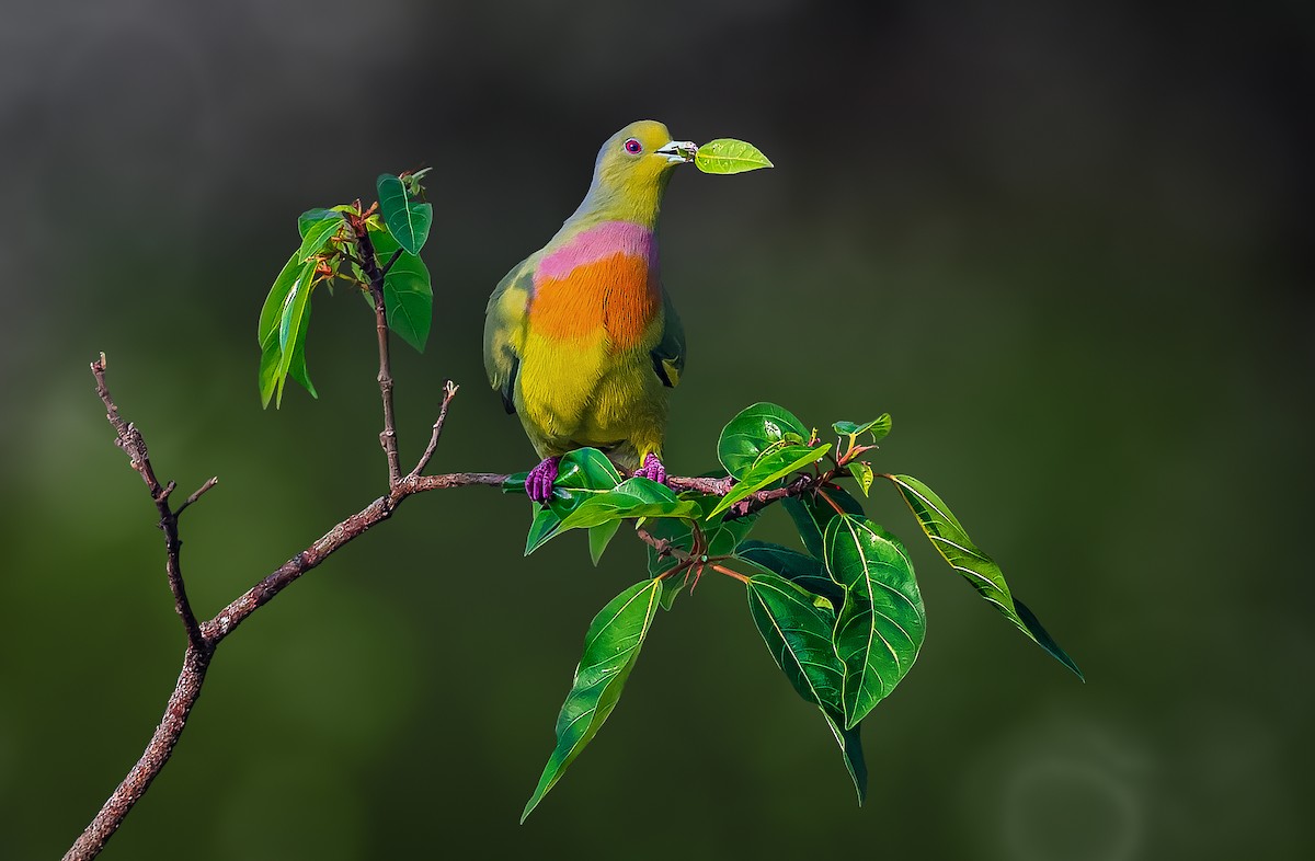 Orange-breasted Green-Pigeon - Rahul Chakraborty