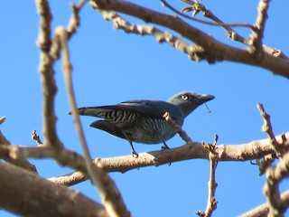  - Bar-bellied Cuckooshrike