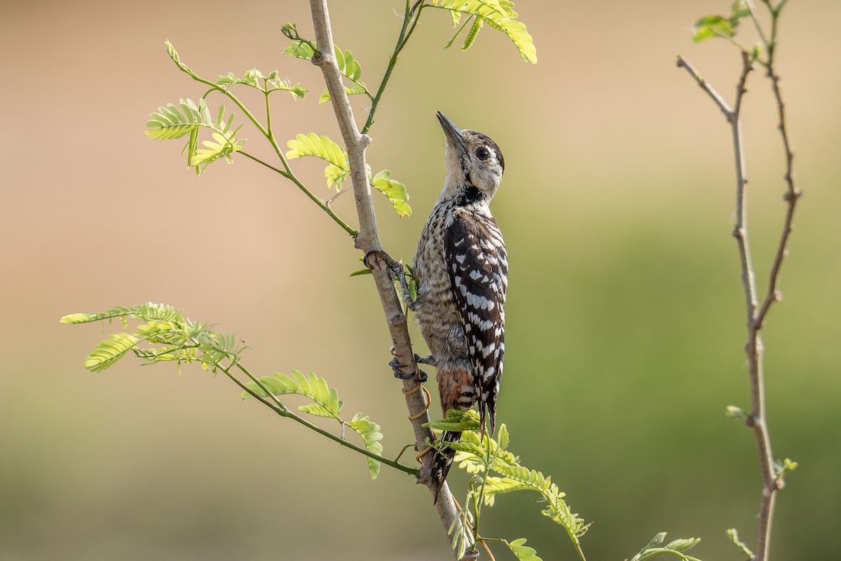 Freckle-breasted Woodpecker - ML532614251