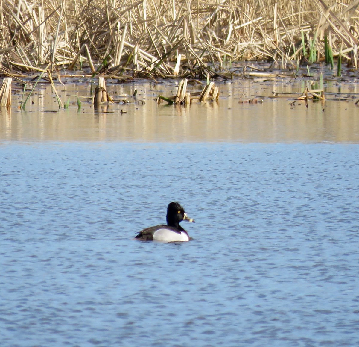 Ring-necked Duck - Claire  Halpin