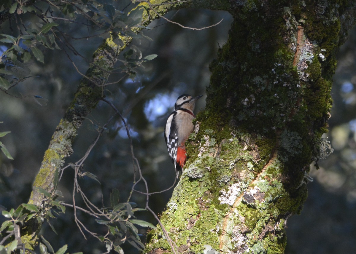 Great Spotted Woodpecker (Atlas) - ML532619581