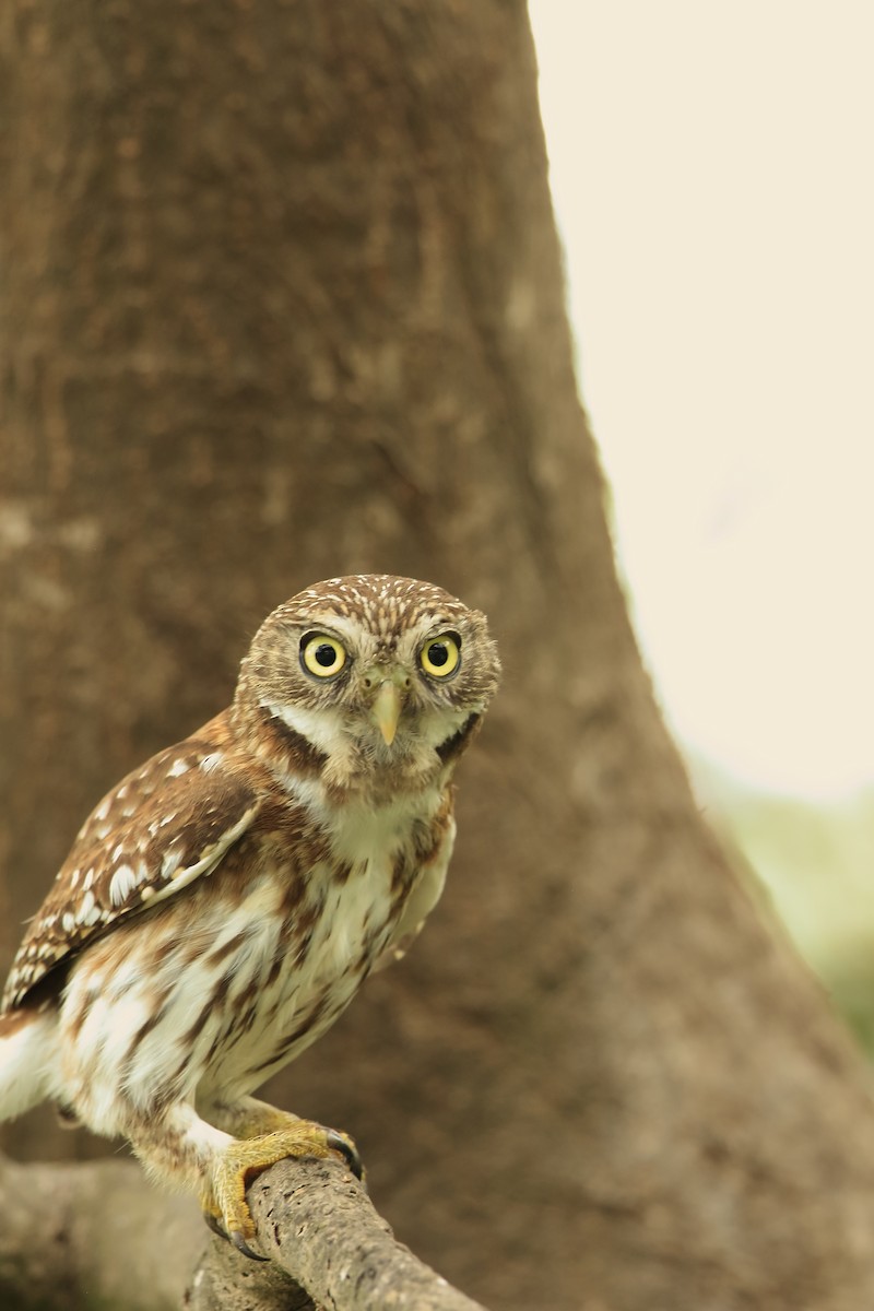 Peruvian Pygmy-Owl - ML532620031