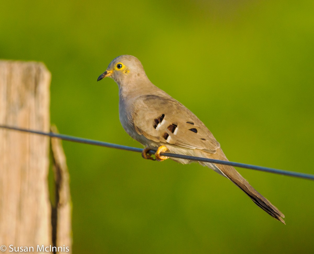Long-tailed Ground Dove - ML532623441