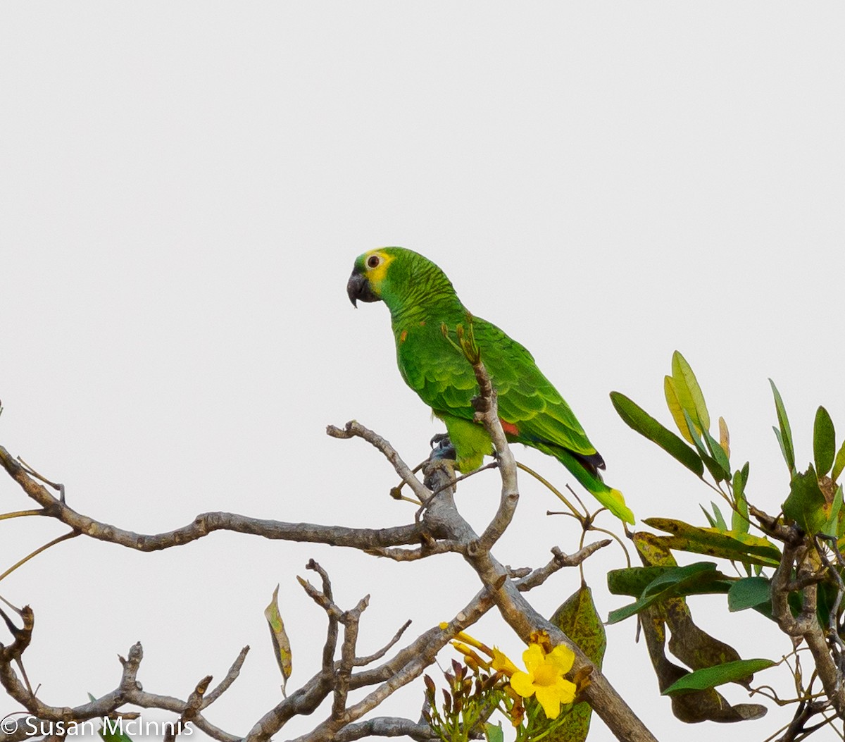 Turquoise-fronted Parrot - ML532625541