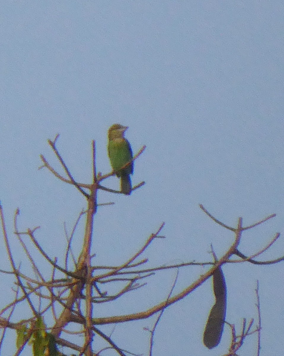 Lineated Barbet - ML532626201